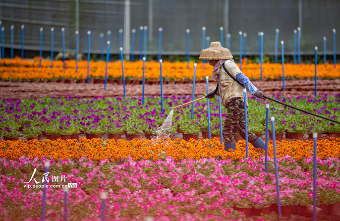 สีสันแห่งฤดูใบไม้ผลิในเมืองเฉวียงไห่มณฑลไห่หนาน