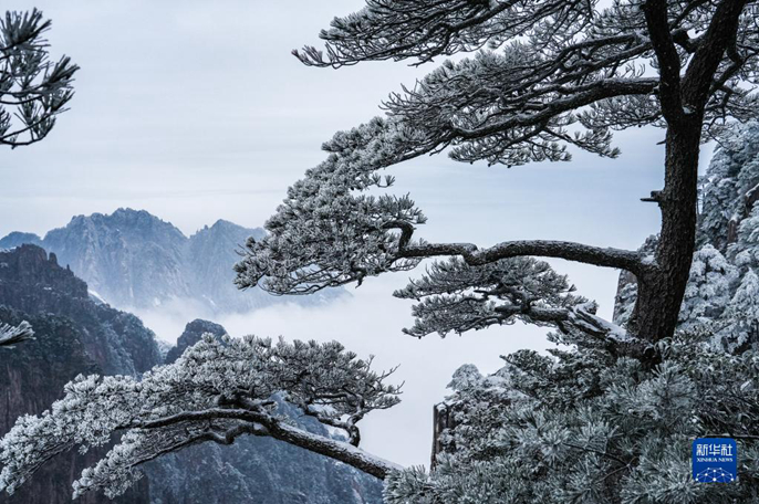 ภาพนี้ถ่ายเมื่อวันที่ 14 กุมภาพันธ์ 2566  ทิวทัศน์เปลือกน้ำแข็งปกคลุมต้นไม้เขาหวงซานในเมืองอันฮุยทางภาคตะวันออกของจีน เนื่องจากอุณหภูมิลดลงอย่างกะทันหัน (ซินหัว/Shui Congze)