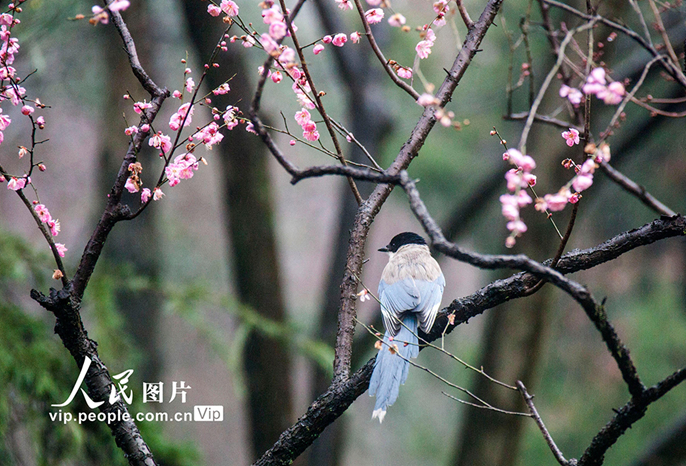 เสน่ห์ฤดูใบไม้ผลิในนครหนานจิง