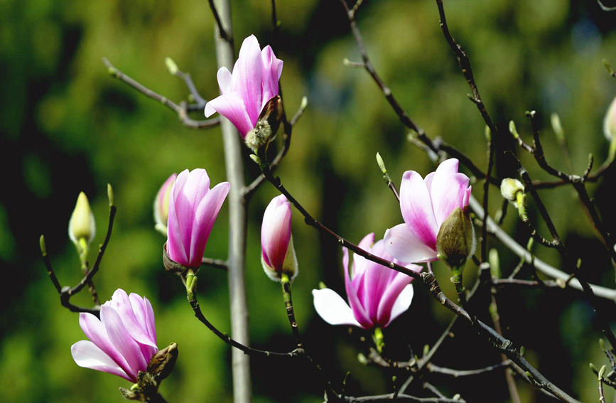 ดอกไม้ของต้นแมกโนเลียอายุมากกว่า 400 ปีที่มณฑลส่านซี ทางตะวันตกเฉียงเหนือของจีนเริ่มเบ่งบานแล้ว ดอกไม้ที่สวยงามและสถาปัตยกรรมโบราณโดยรอบดึงดูดฝูงชนจำนวนมาก (ภาพ/จาง ยี่หมิง)