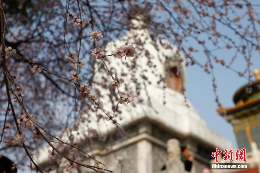 ดอกพีชที่อุทยานเป่ยไห่กำลังเบ่งบาน ดึงดูดนักท่องเที่ยวจำนวนมากในปักกิ่ง วันที่ 8 มีนาคม 2566 (ภาพ/Chinanews.com)