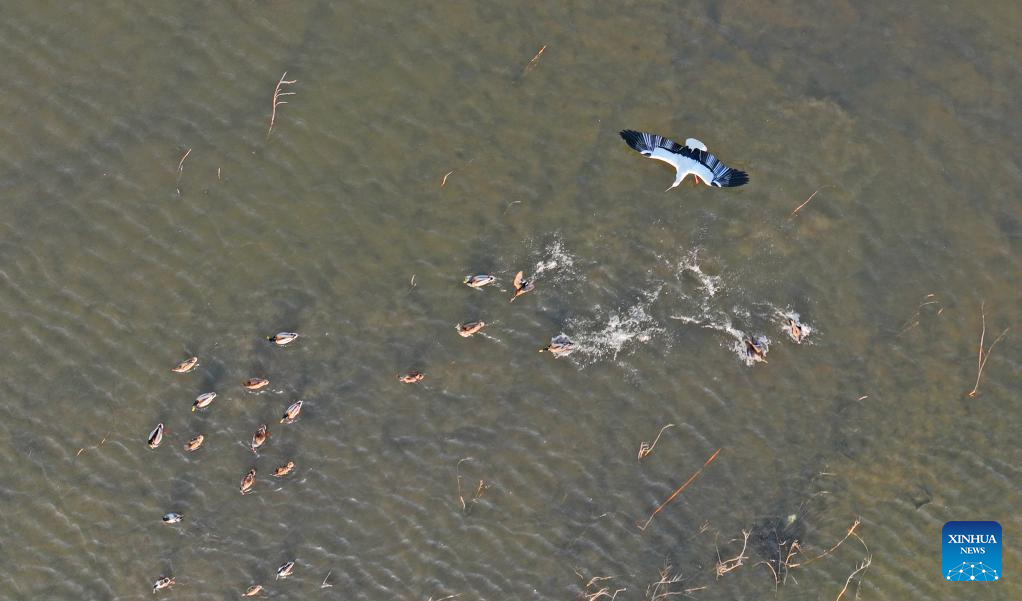 ภาพฝูงนกอพยพ ณ พื้นที่ชุ่มน้ำในมณฑลเหลียวหนิง ทางตะวันออกเฉียงเหนือของจีน