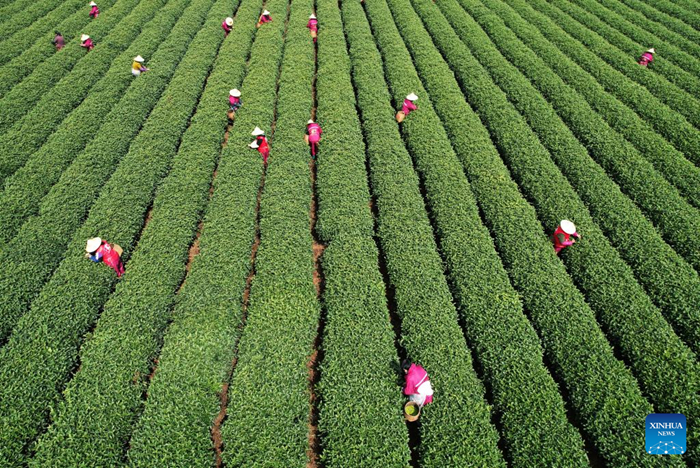 คนงานกำลังยุ่งเก็บเกี่ยวใบชาจากสวนชาในเมืองหางโจว มณฑลเจ้อเจียง ทางตะวันออกของจีน ถ่ายเมื่อ 28 มีนาคม 2566 ช่วงนี้คนงานกำลังยุ่งกับการเก็บเกี่ยวใบชาและแปรรูปใบชาเพื่อผลิตชาให้เสร็จก่อนถึงเทศกาลเชงเม้ง “ชาหมิงเชียน (Mingqian)” (มีความหมายว่า ก่อนเชงเม้ง) ทำจากต้นอ่อนของชาแรกในฤดูใบไม้ผลิและถือว่ามีคุณภาพสูง (ซินหัว/หลง เหว่ย)