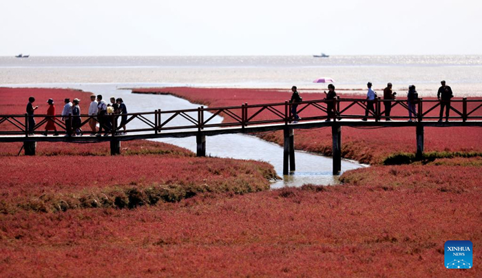 ชายหาดสีแดง “หงไห่ทัน” เมืองผานจิ่นดึงนักท่องเที่ยวด้วยภูมิประเทศที่มีเอกลักษณ์