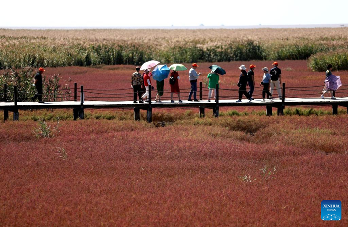 ชายหาดสีแดง “หงไห่ทัน” เมืองผานจิ่นดึงนักท่องเที่ยวด้วยภูมิประเทศที่มีเอกลักษณ์