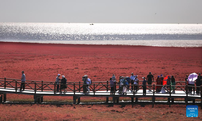 นักท่องเที่ยวเยี่ยมชมชายหาดสีแดง “หงไห่ทัน” เมืองผานจิ่น มณฑลเหลียวหนิง ภาคตะวันออกเฉียงเหนือของจีน เมื่อวันที่ 12 กันยายน พ.ศ. 2566 ชายหาดสีแดง “หงไห่ทัน” มีชื่อเสียงจากภูมิประเทศที่มีพืชสีแดงซูเอด้า ซัลซา ซึ่งเป็นหนึ่งในพืชไม่กี่สายพันธุ์ที่สามารถเติบโตดีในดินที่เป็นด่างสูง (ซินหัว/เหยา เจี้ยนเฟิง)