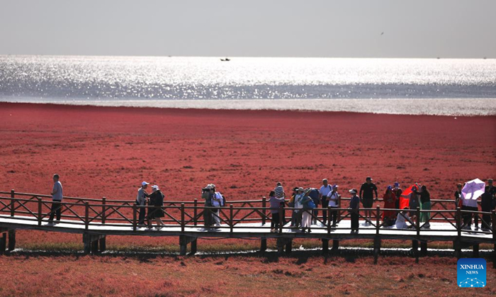 ชายหาดสีแดง “หงไห่ทัน” เมืองผานจิ่นดึงนักท่องเที่ยวด้วยภูมิประเทศที่มีเอกลักษณ์