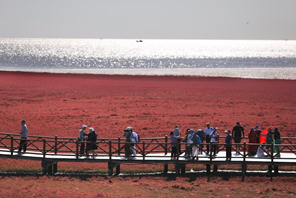 ชายหาดสีแดง “หงไห่ทัน” เมืองผานจิ่นดึงนักท่องเที่ยวด้วยภูมิประเทศที่มีเอกลักษณ์