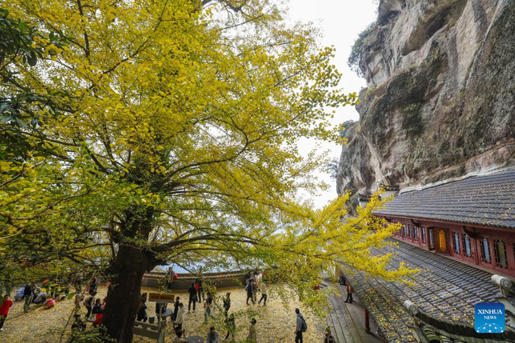 ต้นแปะก๊วยอายุกว่า 700 ปีในมณฑลเจ้อเจียงดึงดูดนักท่องเที่ยวมาชม