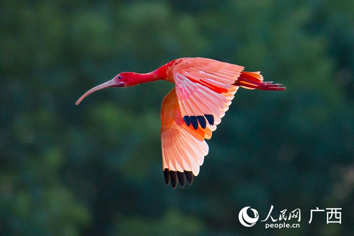 พบ “นกสีแดงที่สุดในโลก” ในเมืองหนานหนิง เขตปกครองตนเองกว่างซีจ้วง ทางใต้ของจีน