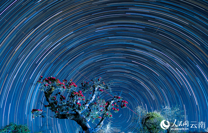 ทัศนียภาพที่แสนโรแมนติกของดอกกุหลาบพันปีกับกลุ่มดาวบนท้องฟ้า (พีเพิลส์ เดลี่ ออนไลน์/หวัง สวีกวง)