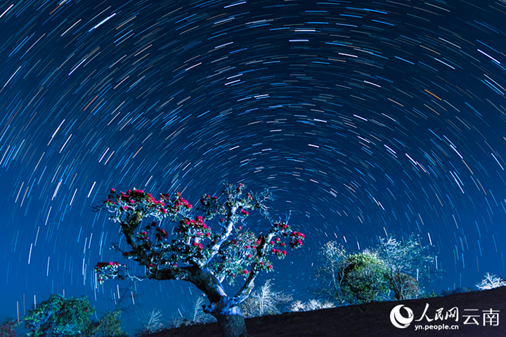 ดอกกุหลาบพันปีกับดวงดาว ปรากฎการณ์แสนโรแมนติกในมณฑลยูนนาน