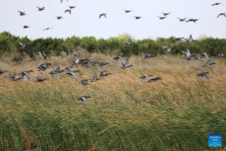 วันฤดูใบไม้ร่วงสีทองดึงดูดผู้คนให้ออกไปสัมผัสบรรยากาศกลางแจ้งทั่วจีน