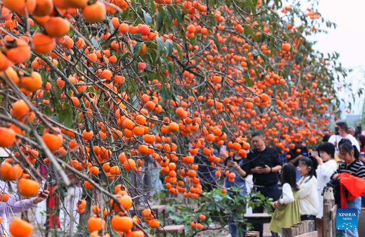 วันฤดูใบไม้ร่วงสีทองดึงดูดผู้คนให้ออกไปสัมผัสบรรยากาศกลางแจ้งทั่วจีน
