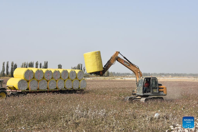 ฤดูเก็บเกี่ยวฝ้ายเริ่มต้นขึ้นในซินเจียง