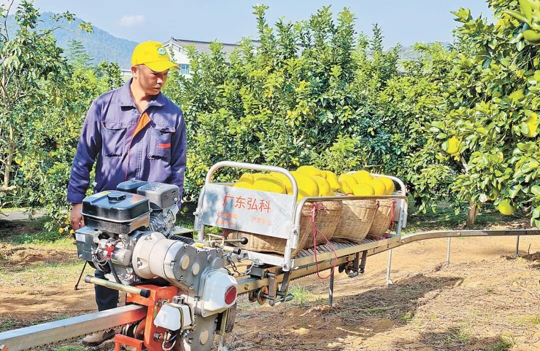 อุตสาหกรรมส้มโอเติบโตด้วยนวัตกรรมเทคโนโลยีในเมืองเหมยโจว มณฑลกวางตุ้ง ทางตอนใต้ของจีน