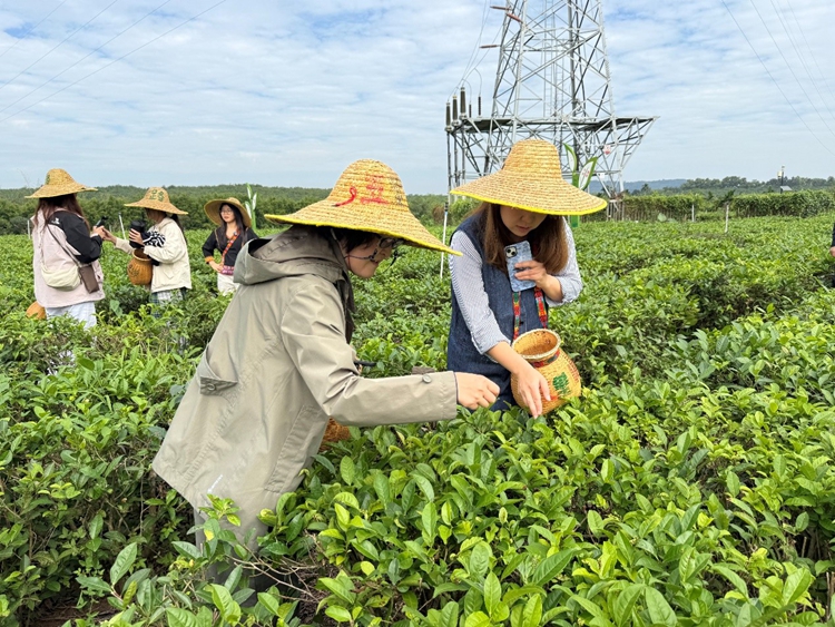 วัฒนธรรมชาออร์แกนิกของไป๋ซา ดึงดูดผู้เชี่ยวชาญชาวต่างชาติ