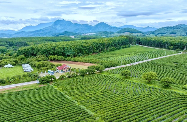 วัฒนธรรมชาออร์แกนิกของไป๋ซา ดึงดูดผู้เชี่ยวชาญชาวต่างชาติ