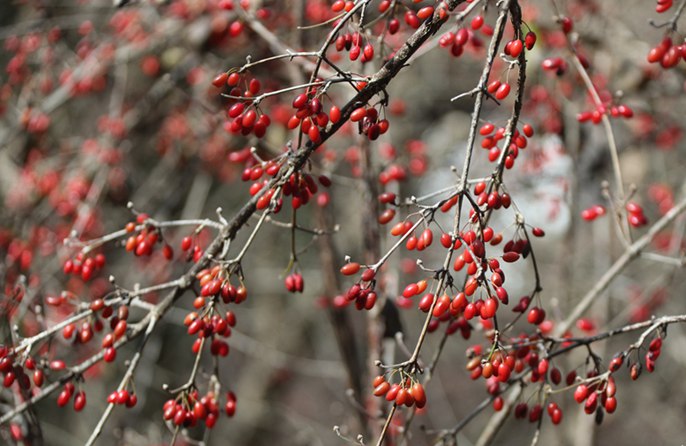 ชาวจีนในเหอหนานเริ่มเก็บเกี่ยว "ซันจูอวี๋" ผลไม้สมุนไพรเพิ่มรายได้