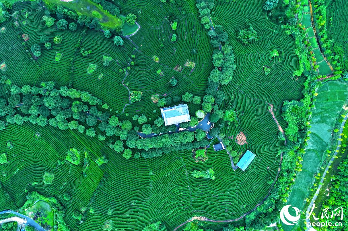 ชาอู่หลงสไตล์ไต้หวันเริ่มแพร่หลายในเมืองจางผิง มณฑลฝูเจี้ยน ทางตะวันออกเฉียงใต้ของจีน