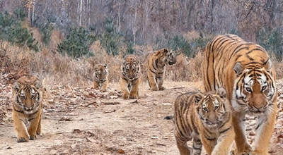 จีนรายงานพบเห็นลูกเสือไซบีเรียป่าแฝดห้าเป็นครั้งแรก