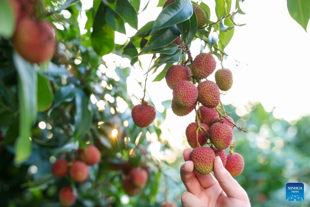 ผลิตภัณฑ์ทางการเกษตรของจีนส่งออกไปยัง 224 ประเทศและภูมิภาคทั่วโลกใน 11 เดือนแรกของปี 2568