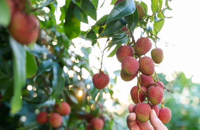 ผลิตภัณฑ์ทางการเกษตรของจีนส่งออกไปยัง 224 ประเทศและภูมิภาคทั่วโลกใน 11 เดือนแรกของปี 2568