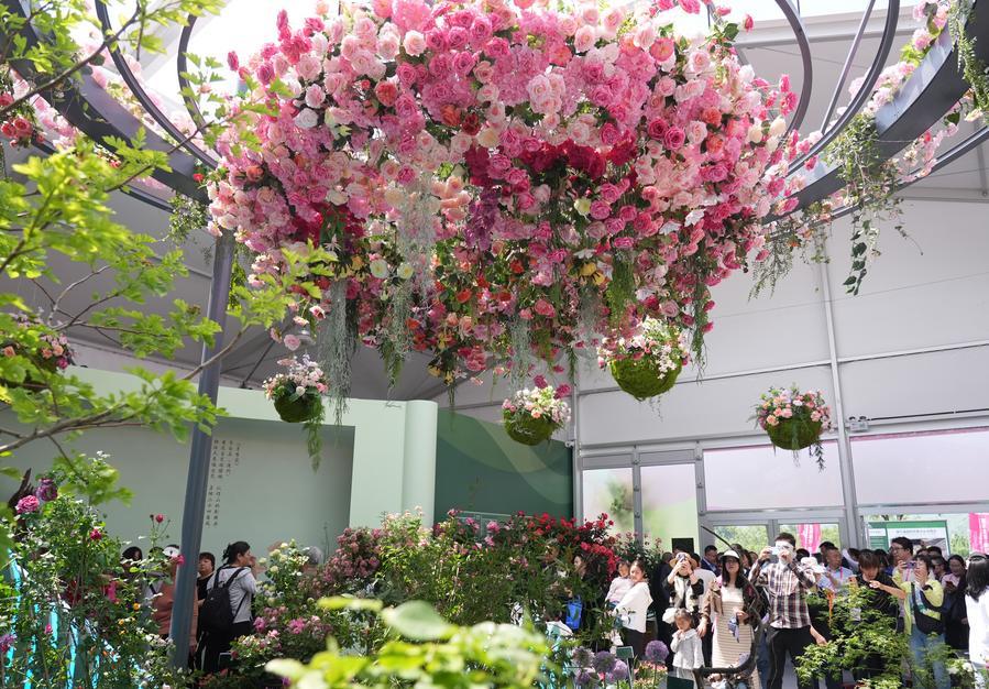 กุหลาบอวกาศจีนเจริญงอกงามผ่านภารกิจบนวงโคจรแห่งประวัติศาสตร์