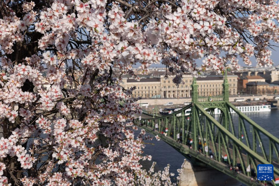 บูดาเปสต์: ดอกแอปริคอตบานสะพรั่ง