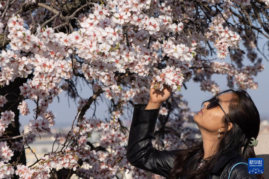 บูดาเปสต์: ดอกแอปริคอตบานสะพรั่ง