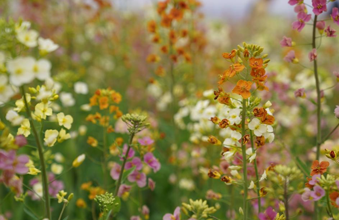 ดอกเรพซีดหลากสีดึงดูดนักท่องเที่ยวในเมืองหนานชาง มณฑลเจียงซีของจีน