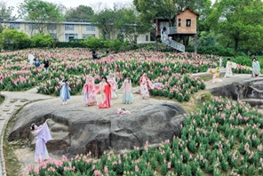 แหล่งท่องเที่ยวธีมดอกไม้ช่วยกระตุ้นการท่องเที่ยวชนบทในหมู่บ้านของนครฉงชิ่ง