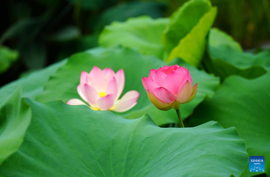 ความงดงามของดอกบัวบานสะพรั่งในจีน