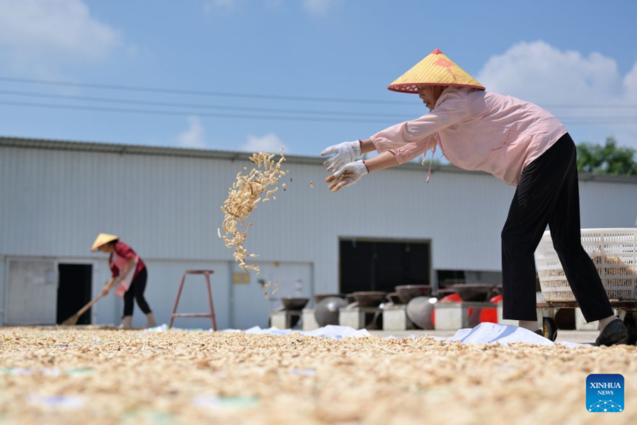 ชาวหย่งเฟิงเตรียมซอสพริก สืบสานรสชาติท้องถิ่นแห่งหูหนาน