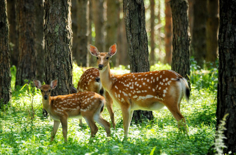 ชมภาพกวางซิกาในเขตอนุรักษ์ธรรมชาติแห่งเฮยหลงเจียง