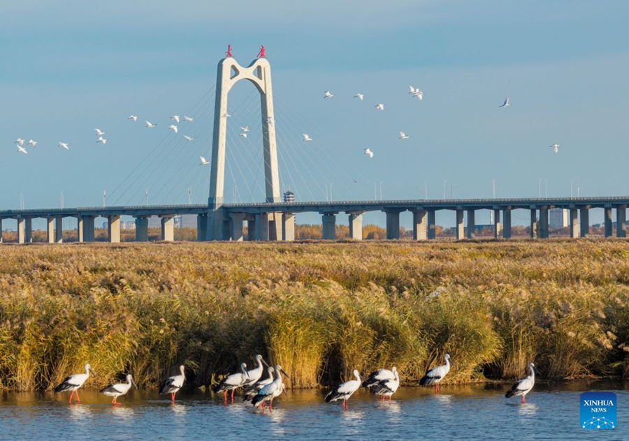 ชมภาพฝูงนกอพยพในมณฑลเฮยหลงเจียง ทางตะวันออกเฉียงเหนือของจีน
